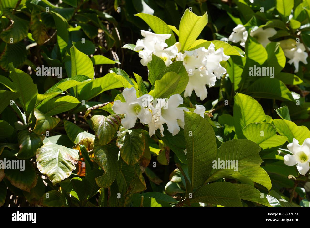 Beaumontia grandiflora, the Easter lily vine, herald's trumpet, or Nepal trumpet flower in the garden Stock Photo