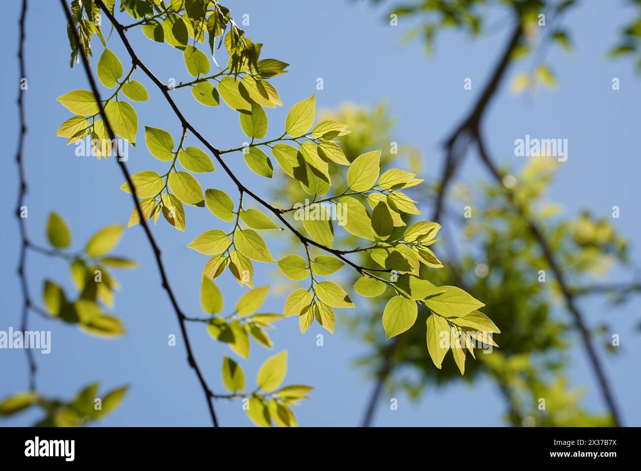 Branches and leaves of Chinese hackberry Nettle tree (Celtis sinensis ) Stock Photo