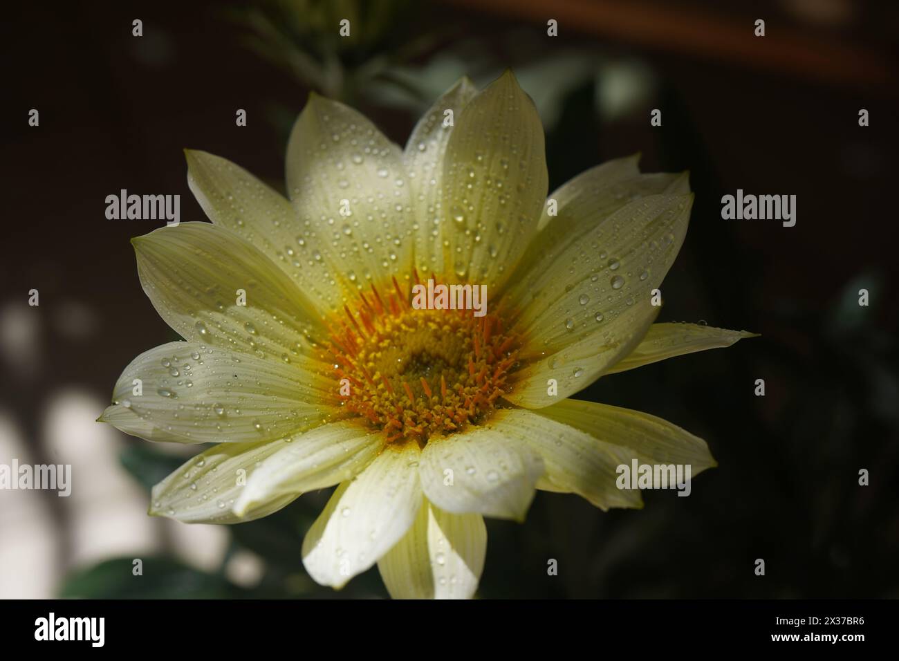 Close Up Photography of White Gerbera Flower or African Daisy Flower Stock Photo