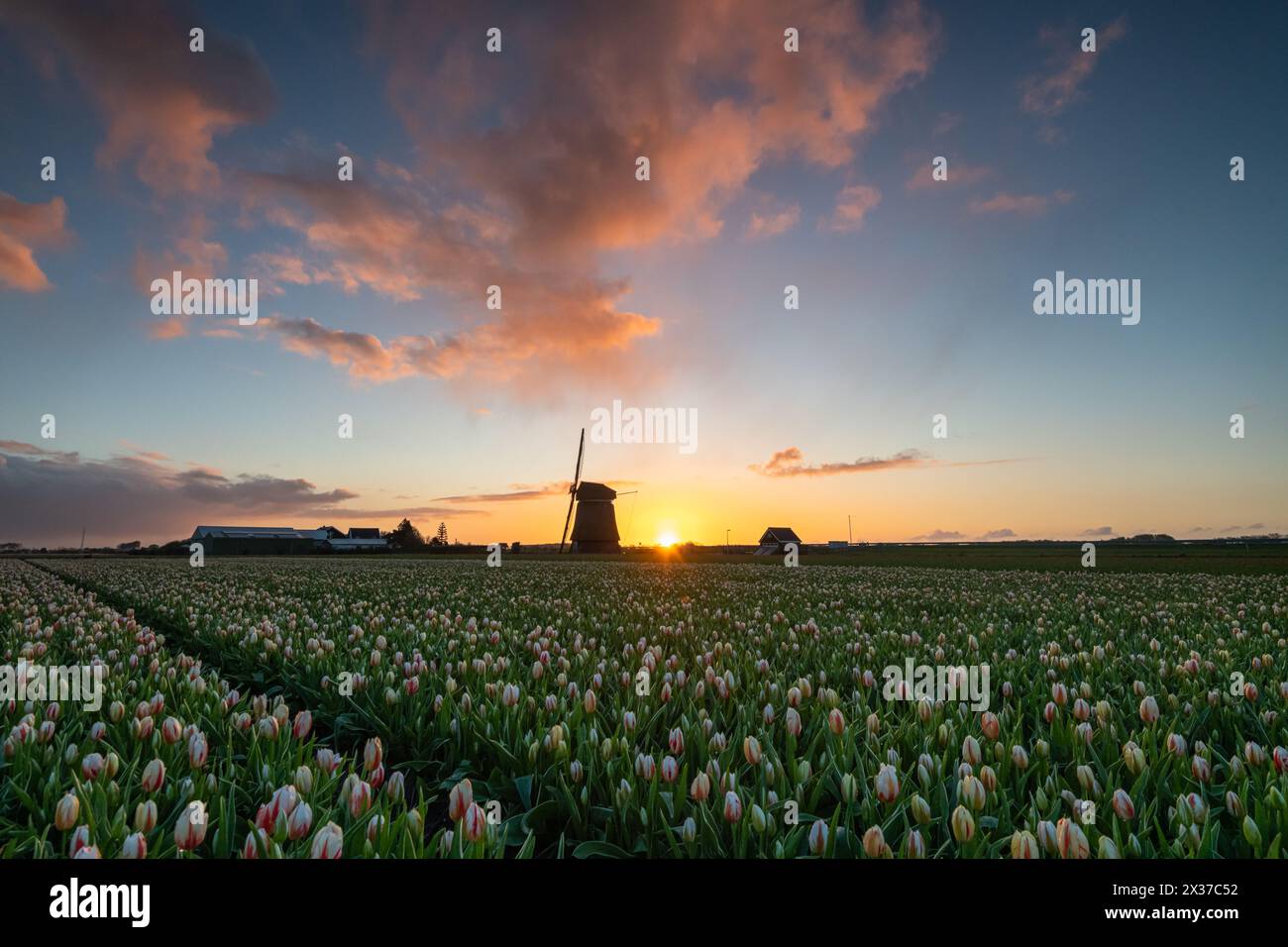 Dutch tulips field at sunrise with windmill silhouette Stock Photo