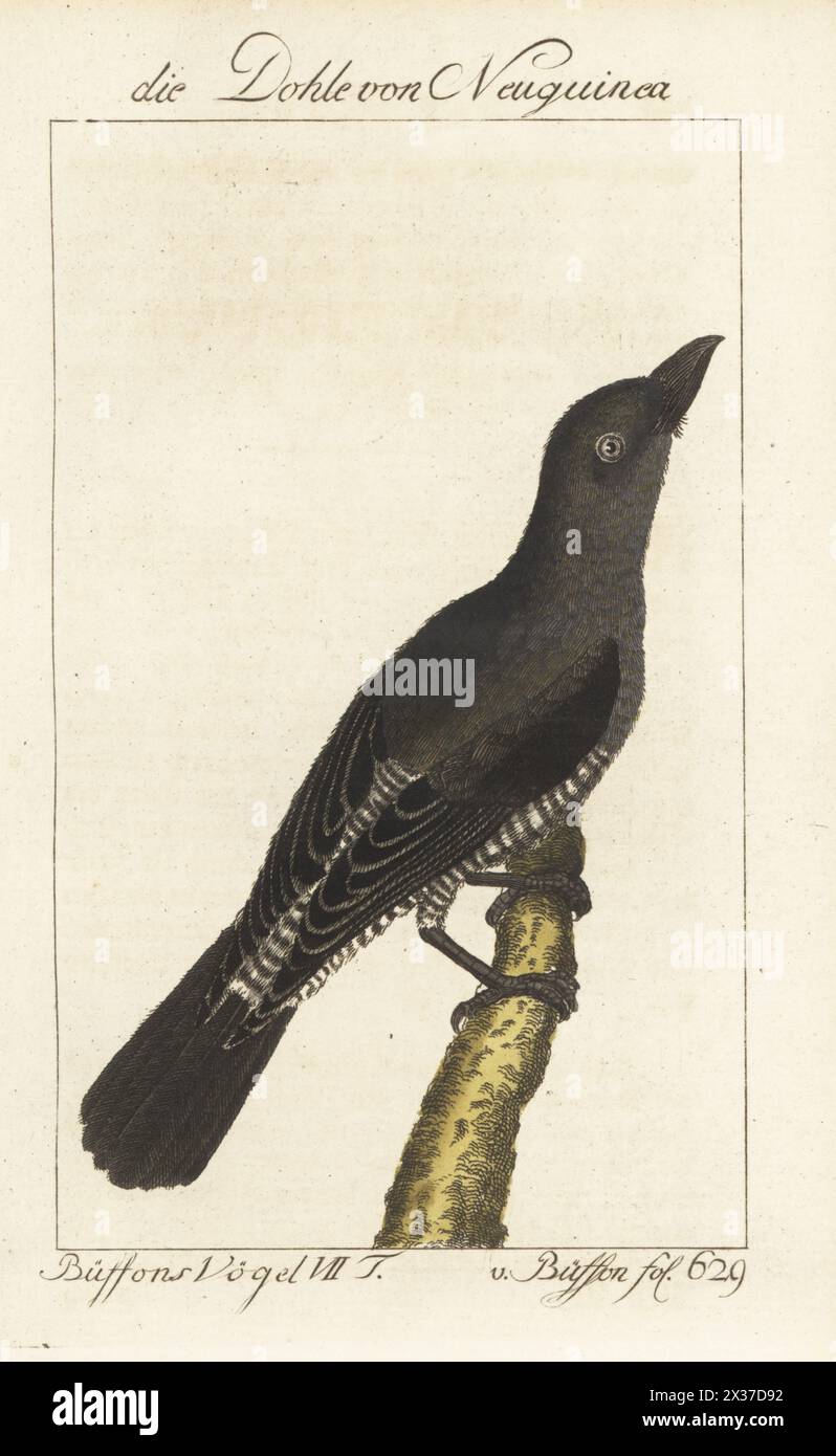 Bougainville crow, Corvus meeki. Native to the island of Bougainville in Papua New Guinea. Die Dohle von Neu Guinea, New Guinea crow, Corvus (novaeguineae) cinereus. Handcoloured copperplate engraving after an illustration by François-Nicolas Martinet from Bernhard Christian Otto’s edition of Comte de Buffon’s Naturgeschichte der Vogel, Natural History of Birds, Ben Joachim Pauli, Berlin, 1781. Stock Photo