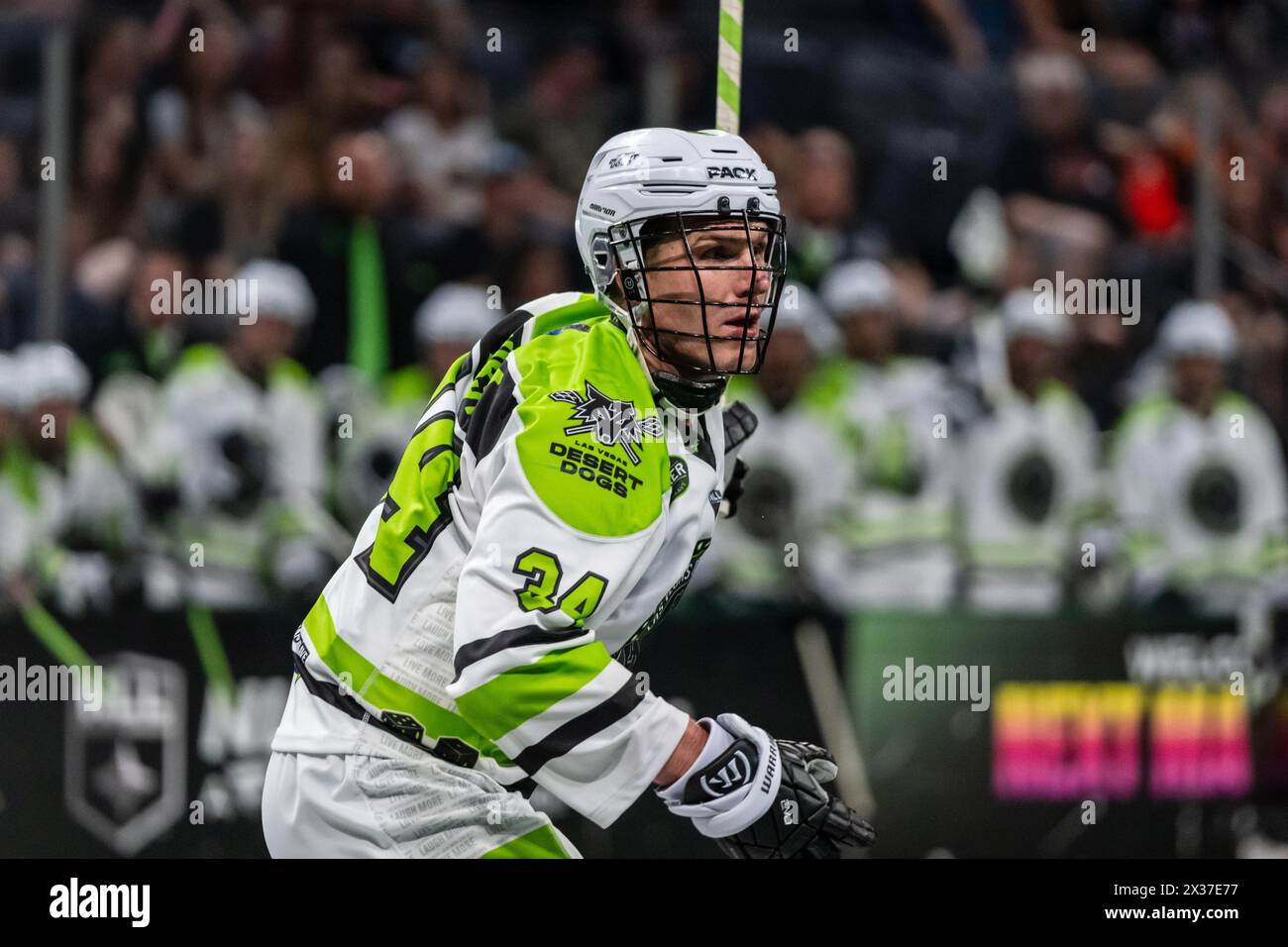 Las Vegas Desert Dogs Goalie Stock Photo