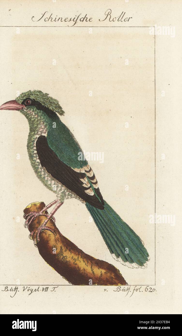 Burmese roller hi-res stock photography and images - Alamy
