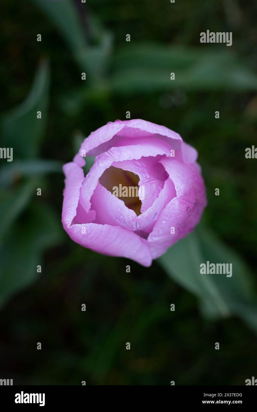 Close up shot dew hi-res stock photography and images - Alamy