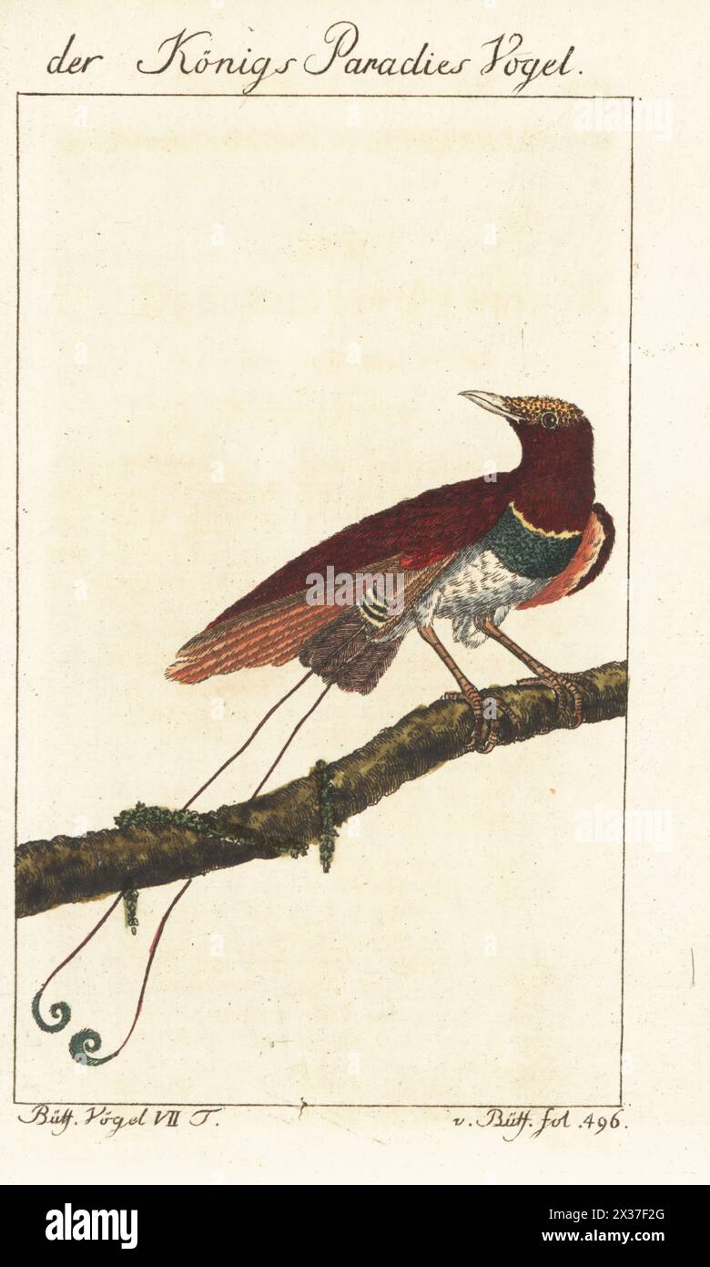 Paradiesvogel hi-res stock photography and images - Alamy, image size:780x1390