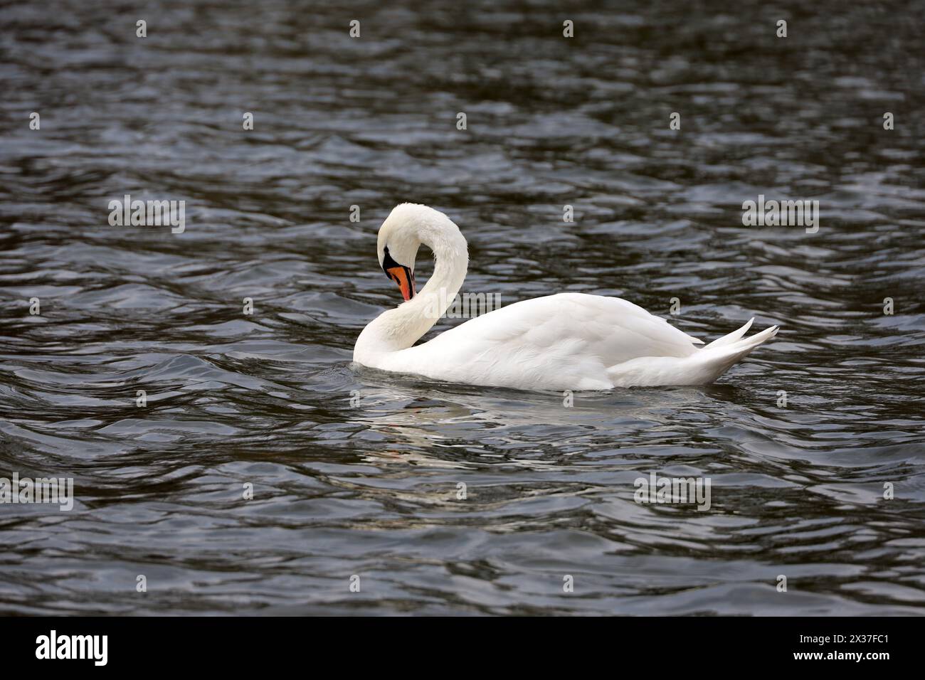White swan swimming in a lake, spring season Stock Photo