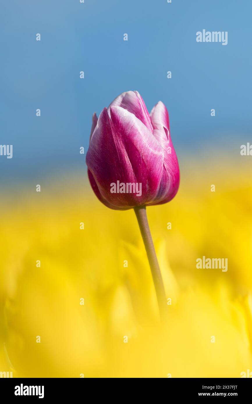 One purple tulip head stands out in a field of yellow Stock Photo