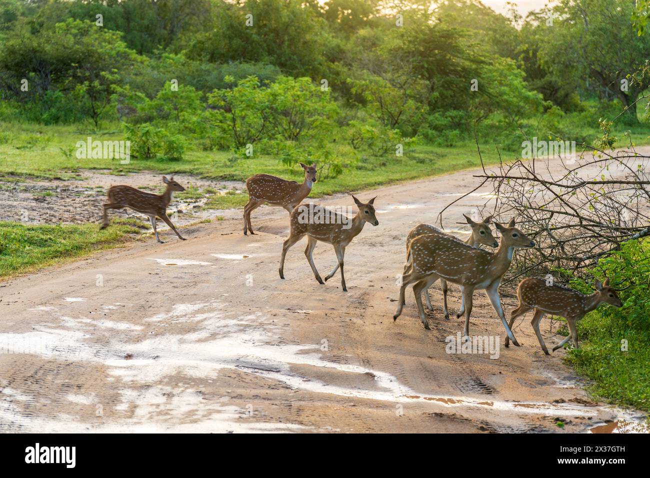 7 December 2023: Deer crossing the road in the forest *** Wildwechsel, Rehe laufen über Straße im Wald Stock Photo