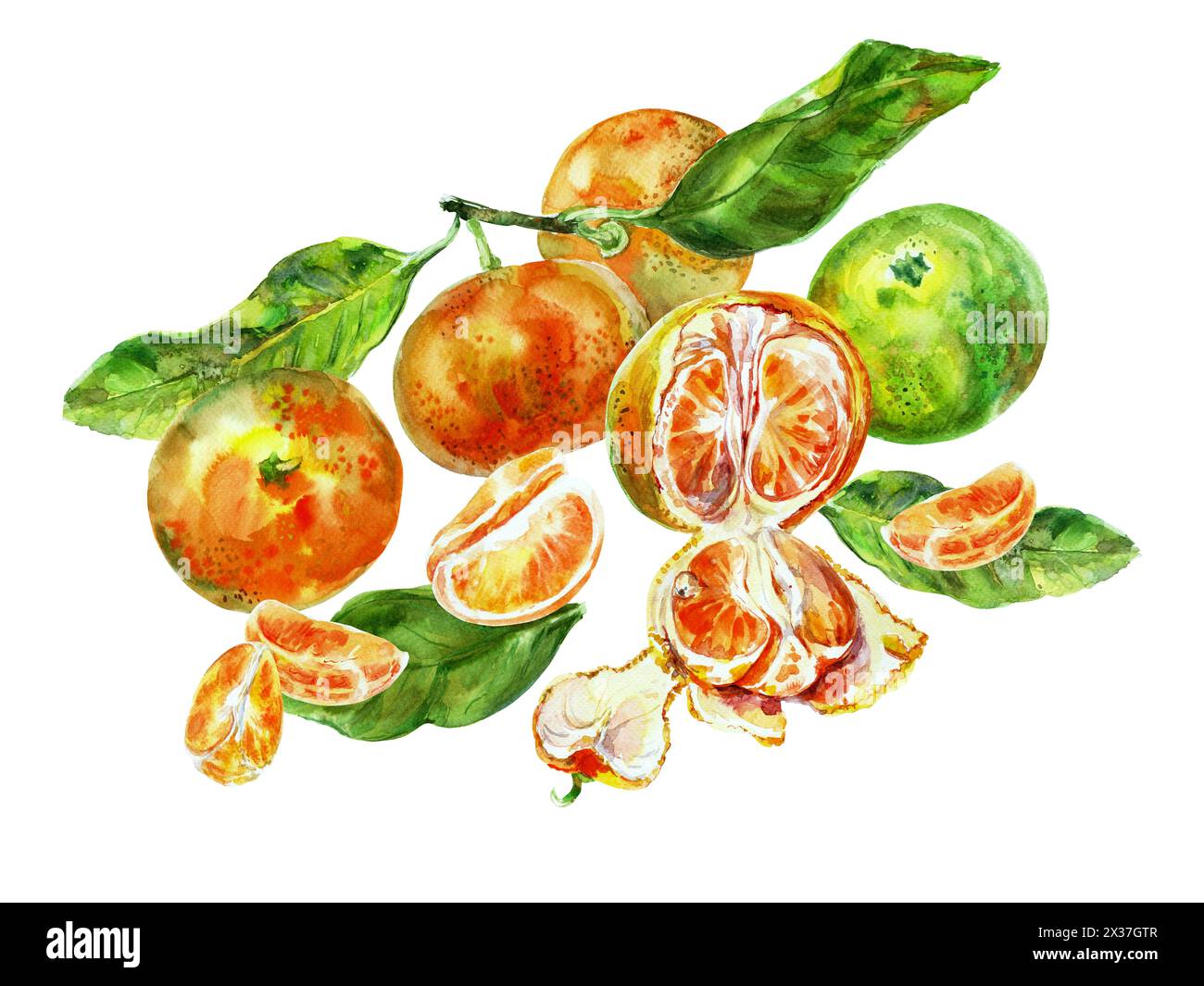 Orange Fruit Template
