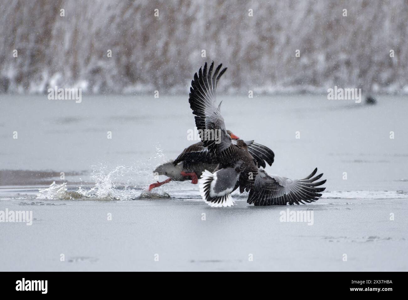 Two greylag geese land and struggle on a frozen sea ice Stock Photo