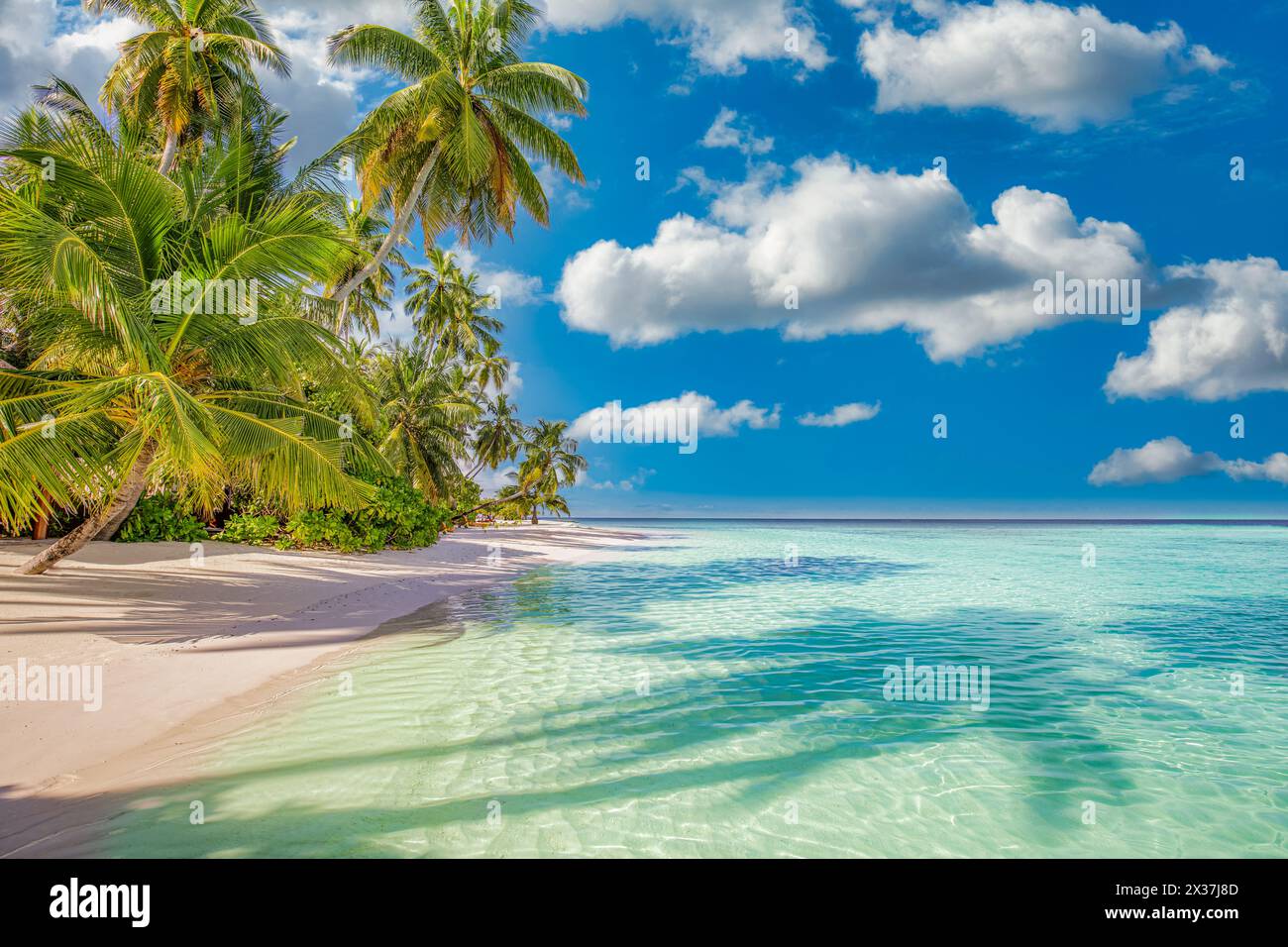 Beach blue sky sea palm trees sunny hi-res stock photography and images ...