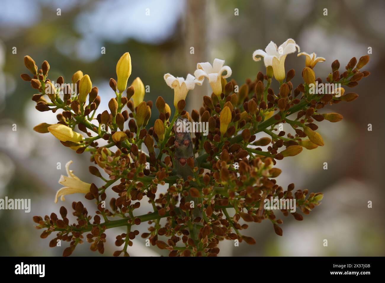Brachychiton australis in full bloom, blue sky background Stock Photo
