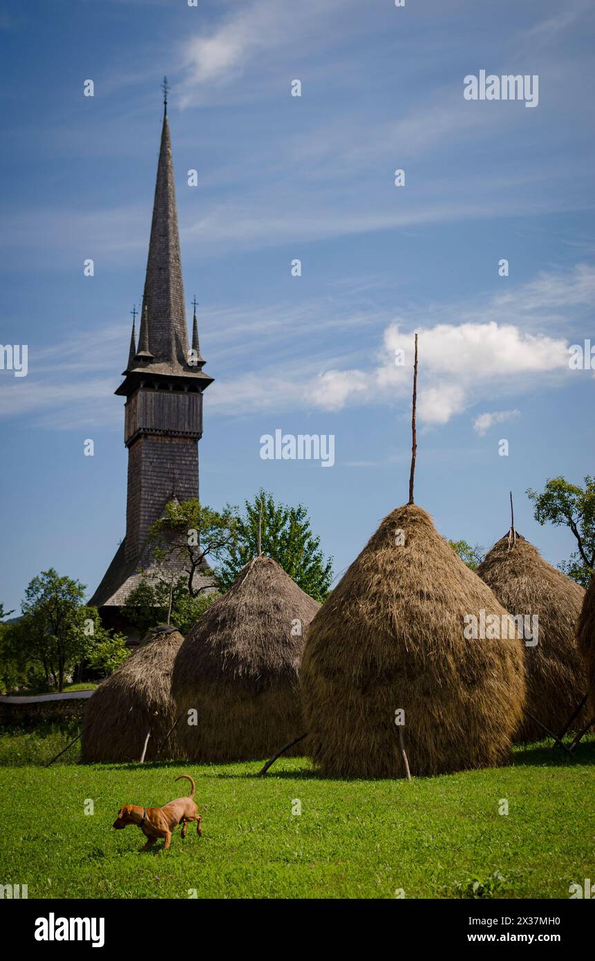 Typical wooden church of Maramures, Romania with haystacks, traditional way of storing hay and a vizsla dog playing on sunny summer day Stock Photo