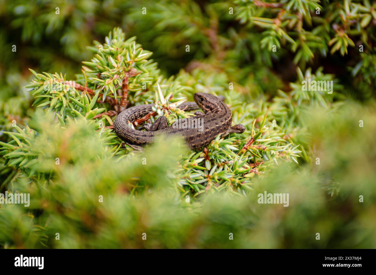 Common lizard, or viviparous lizard (Zootoca vivipara) sunbathing on the branches of a conifer on a beautiful summer day Stock Photo