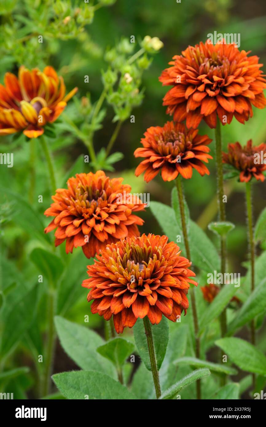 Rudbeckia hirta Cherokee Sunset, biennial or short-lived perennial, bronze flowers Stock Photo
