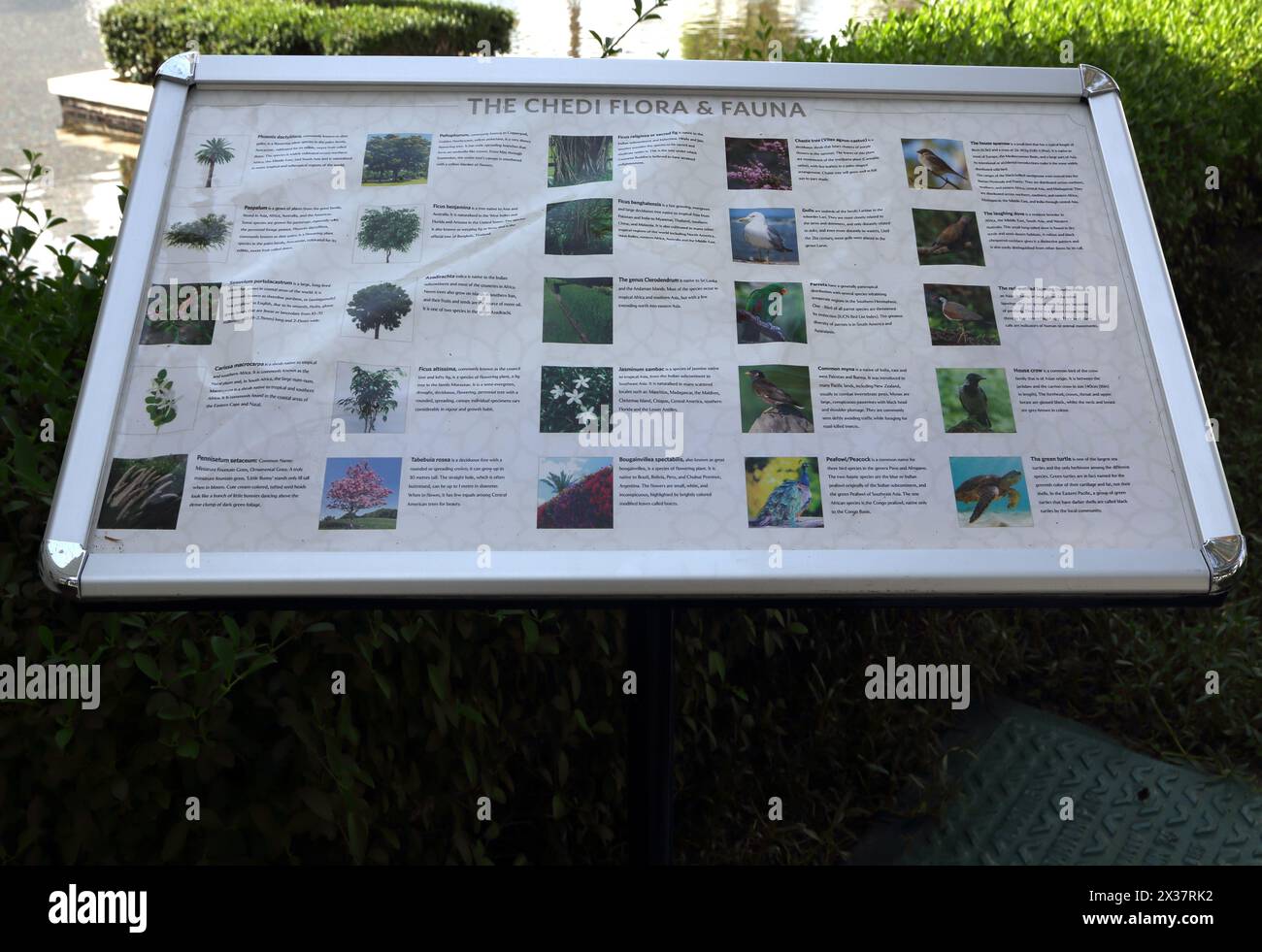 Information of Flora and Fauna at The Chedi Hotel Muscat Oman Stock ...