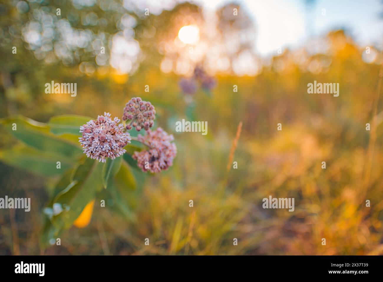 Dream fantasy soft focus sunset field landscape pink flower. Artistic grass meadow warm golden hour sunset sunrise time bokeh. Tranquil spring summer Stock Photo