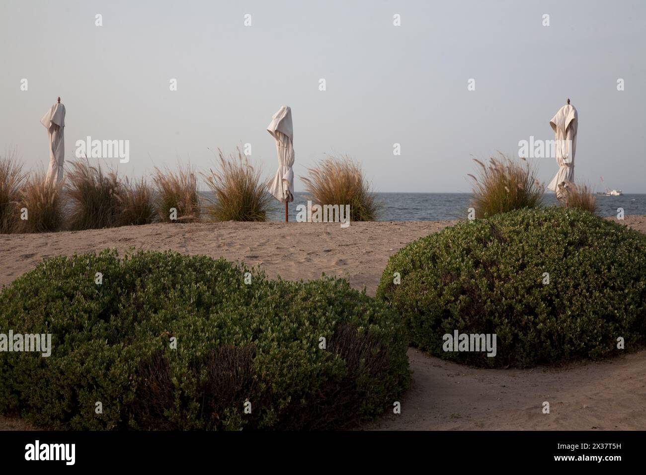 bushes on sand dunes the chedi hotel muscat oman middle east Stock Photo