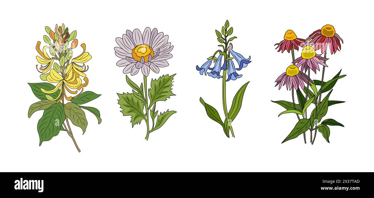 Set of wild flowers colorful vector illustrations Stock Vector Image ...