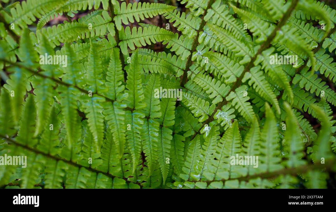Fern backgrounds hi-res stock photography and images - Alamy