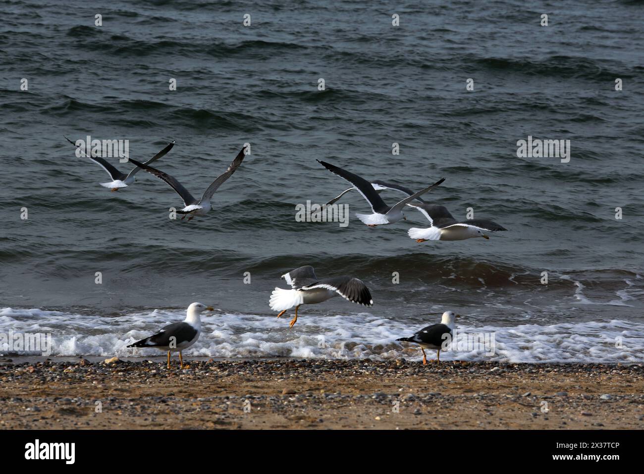 Seagulls on the Beach on the Gulf of Oman Muscat Oman Stock Photo