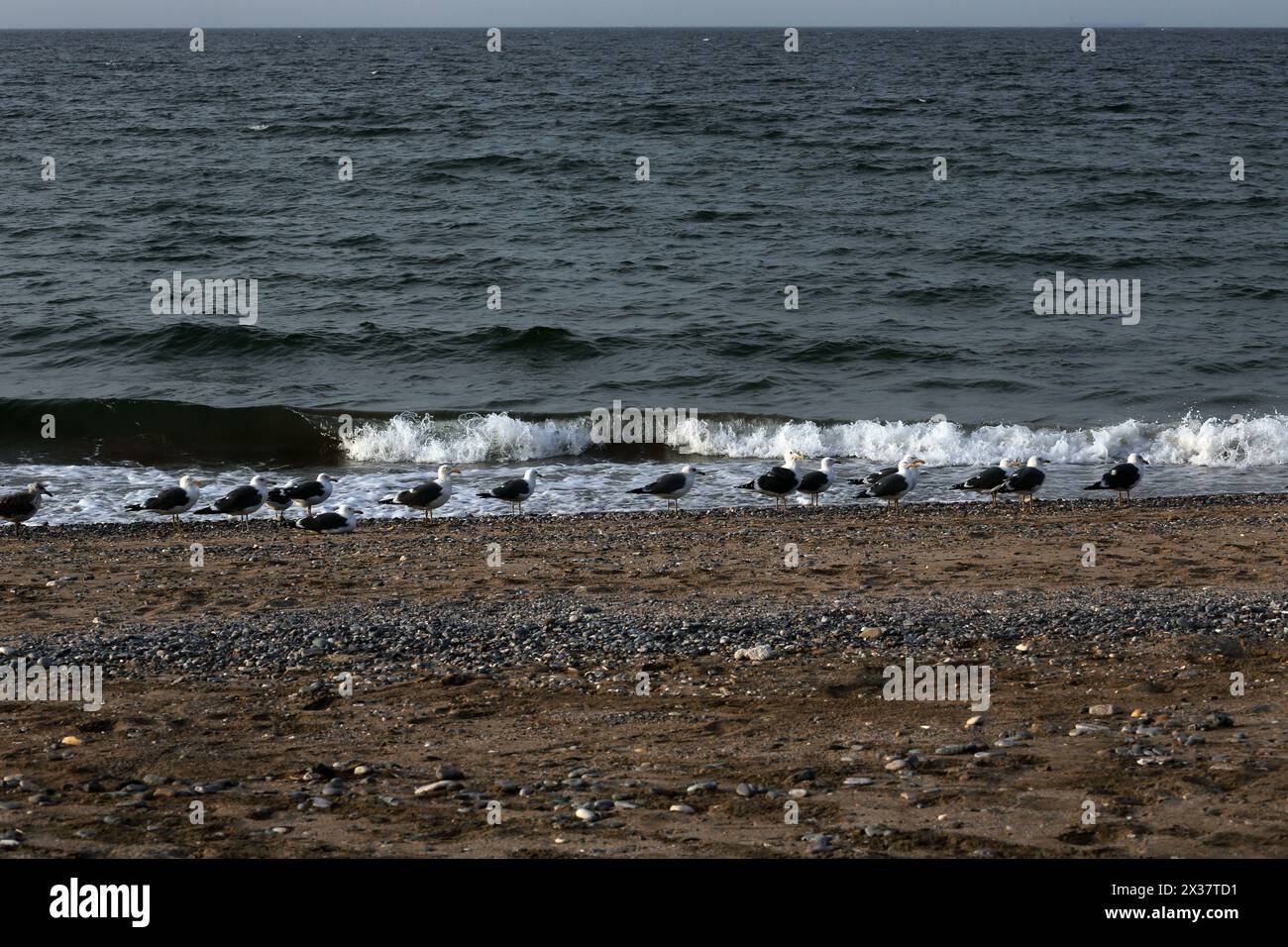 Seagulls on the Beach on the Gulf of Oman Muscat Oman Stock Photo
