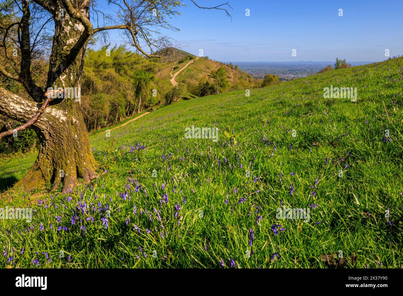 Bluebells on Jubilee Hill with Worcestershire Beacon in the background, Malverns, Worcestershire, England Stock Photo