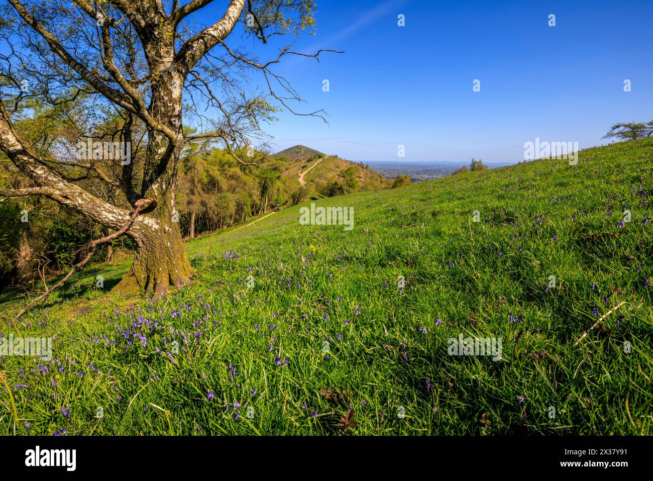 Bluebells on Jubilee Hill with Worcestershire Beacon in the background, Malverns, Worcestershire, England Stock Photo