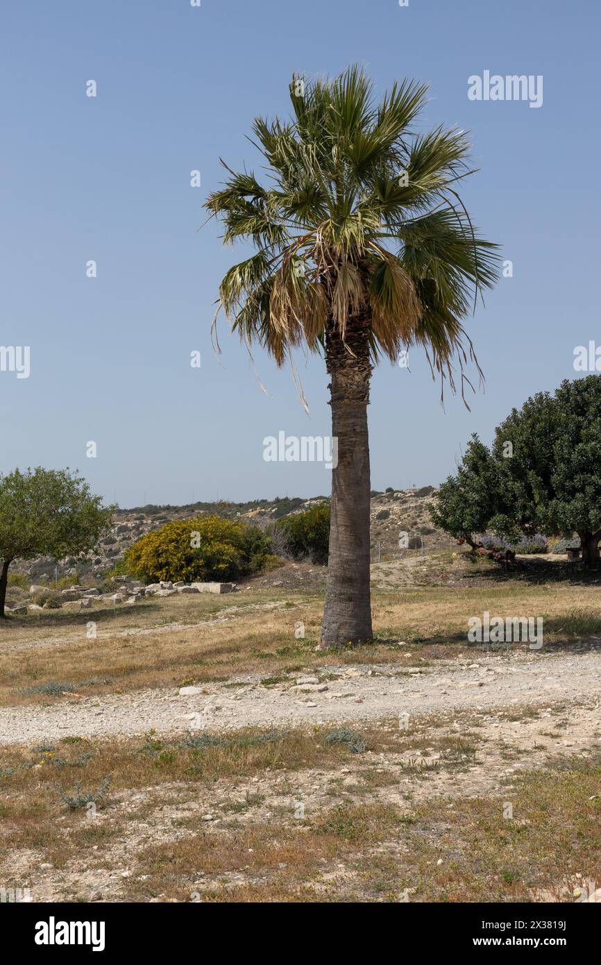 Lone Palm Tree in Arid Landscape Stock Photo