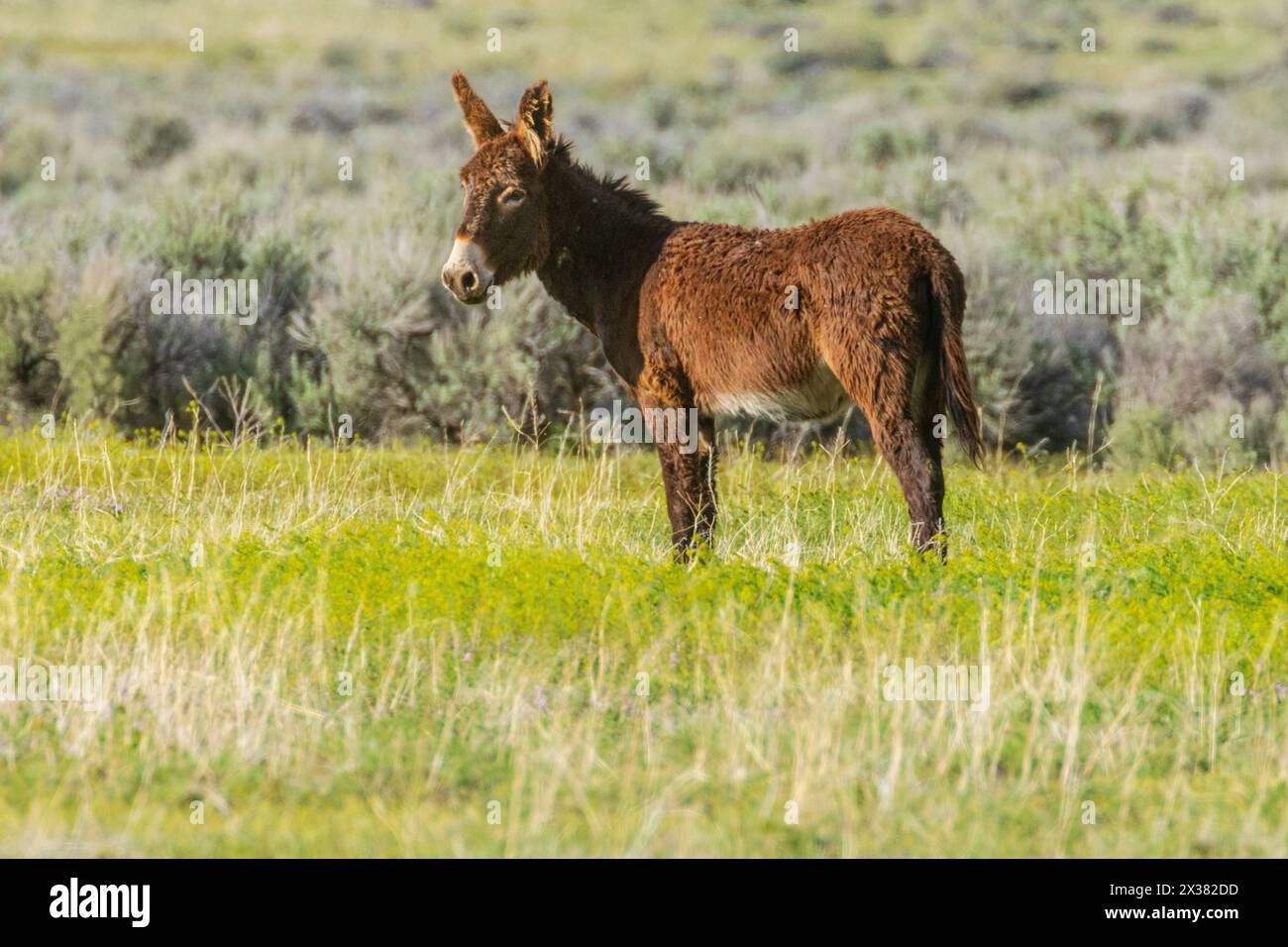 Male donkey grazing Stock Photo - Alamy