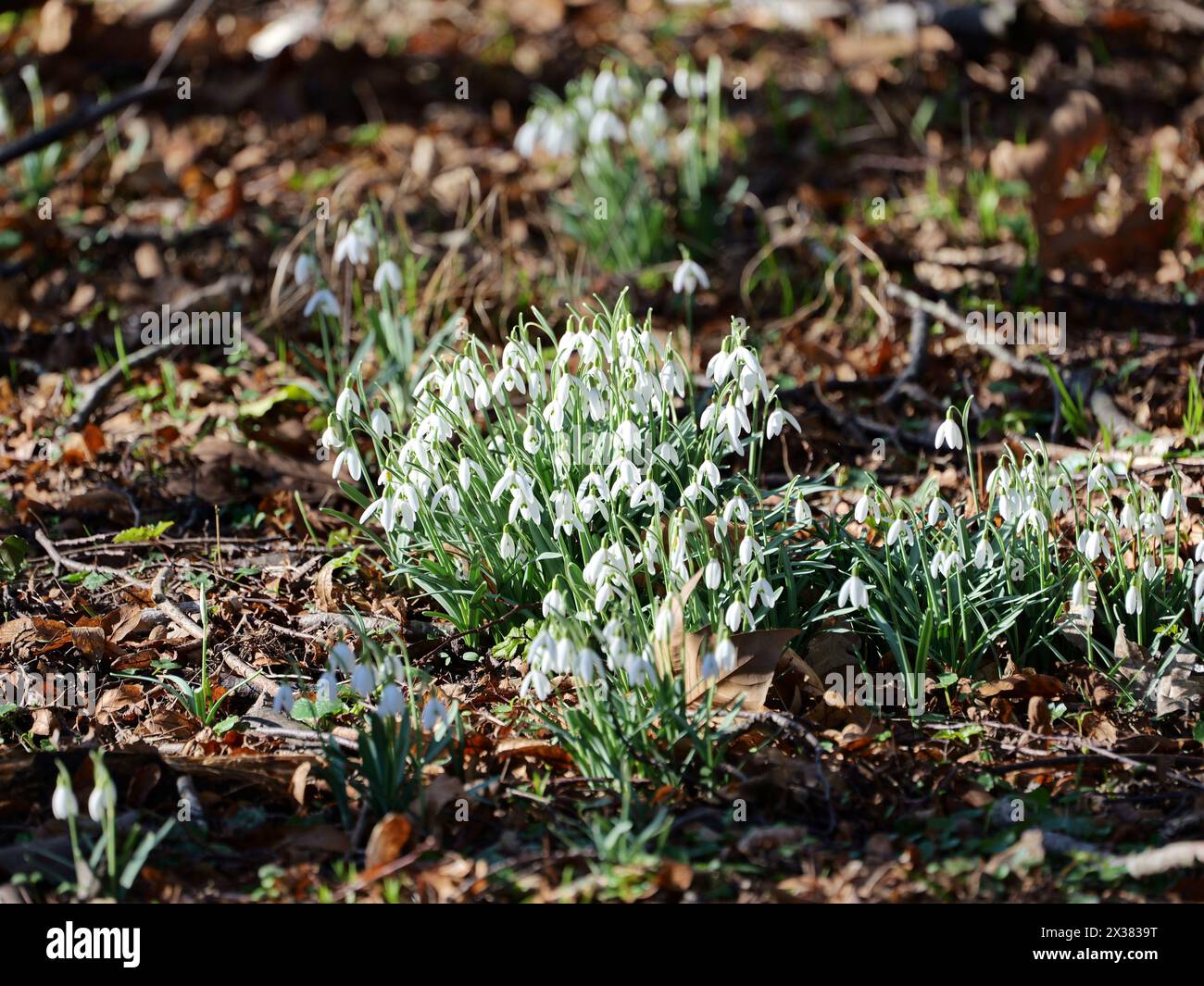 Snowdrops in Putbus Castle Park herald spring's arrival, a picturesque scene inviting nature lovers and photographers alike. Stock Photo
