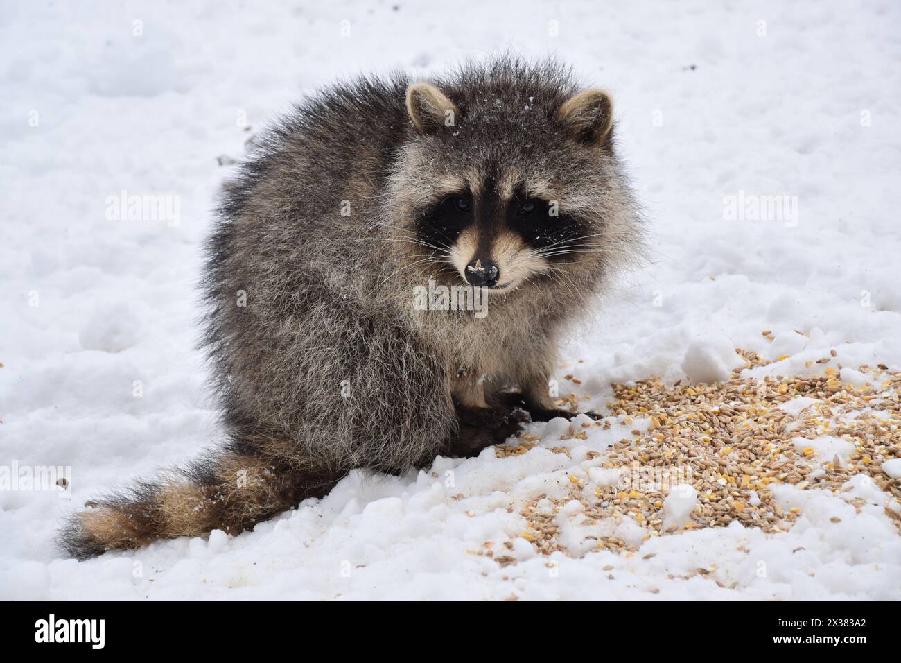 Racon Spring Spring raccoon hi-res stock photography and images - Alamy