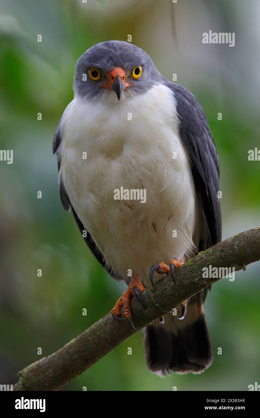 Semiplumbeous Hawk (Leucopternis semiplumbeus), La Selva Biological Station, Costa Rica March 2014 Stock Photo