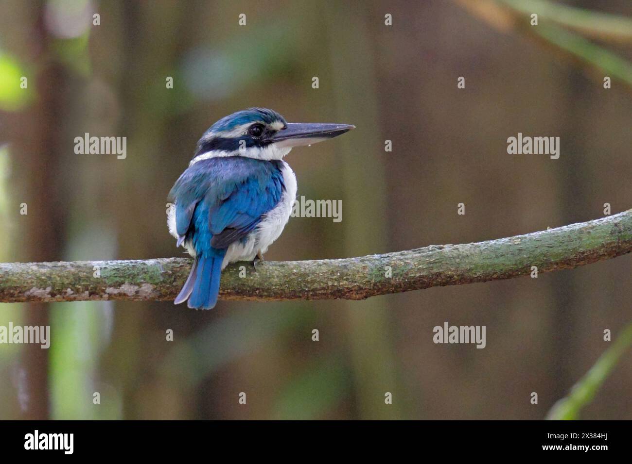 Collared Kingfisher (Todiramphus chloris) (amoenus), female perched on branch in forest, Rennell Island, Solomon Islands April 2013 Stock Photo