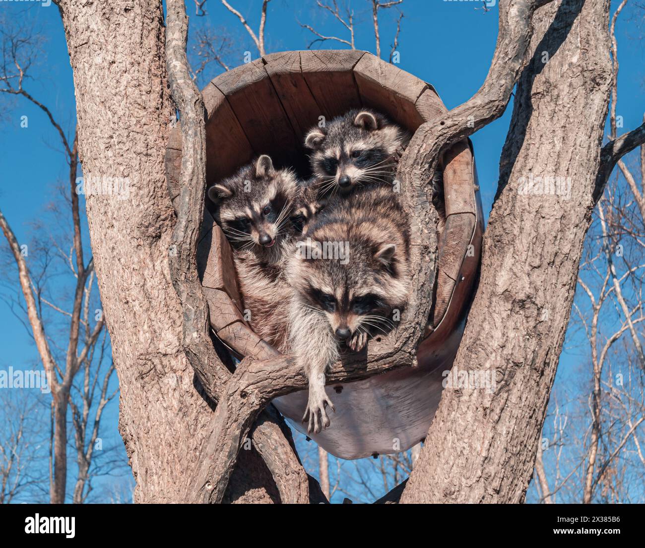 Three raccoons hi-res stock photography and images - Alamy