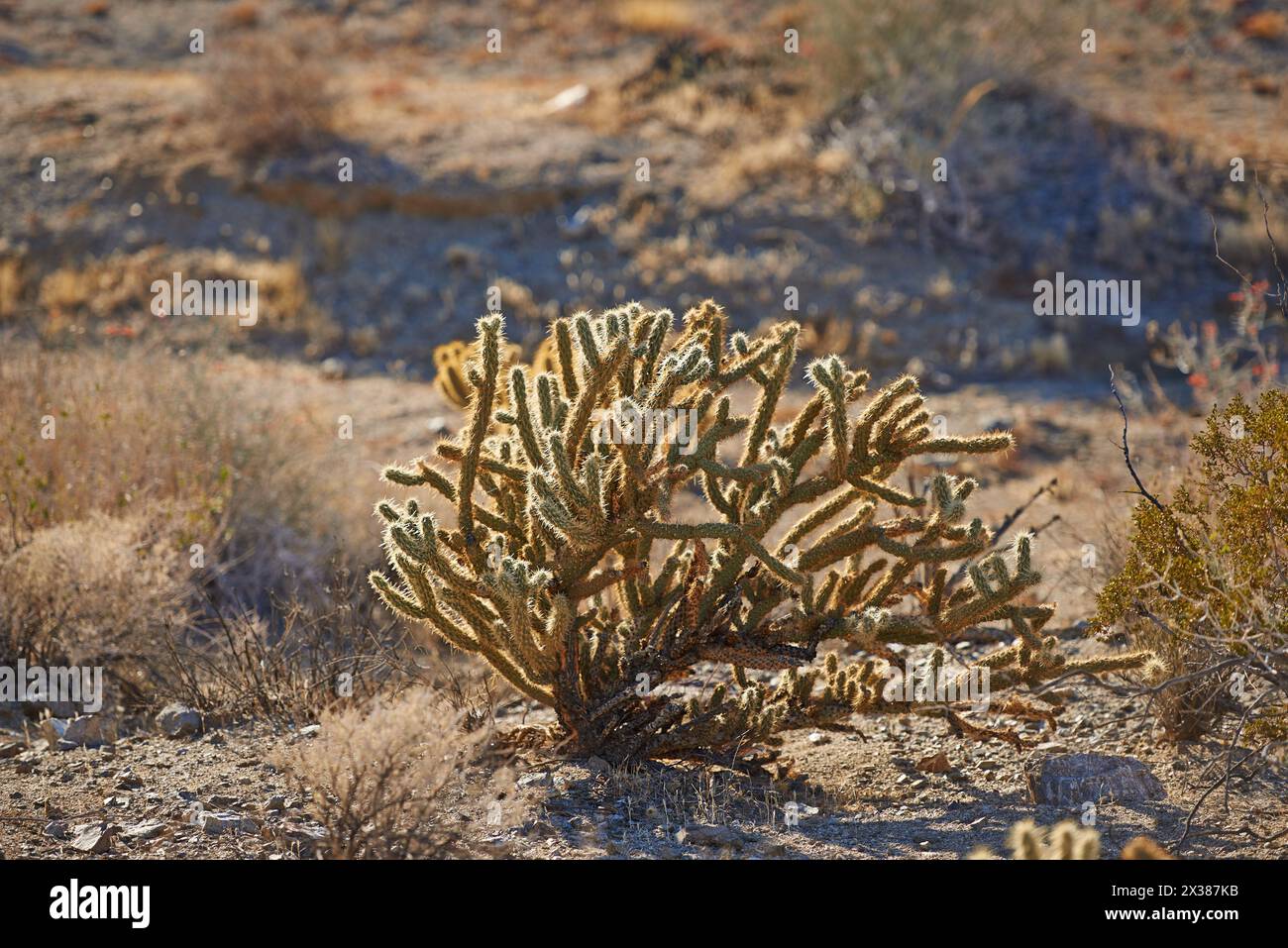 Cactus, plant and desert in California National park for summer, nature and environment. Adaptation, harvest and succulent in mountain for forage Stock Photo