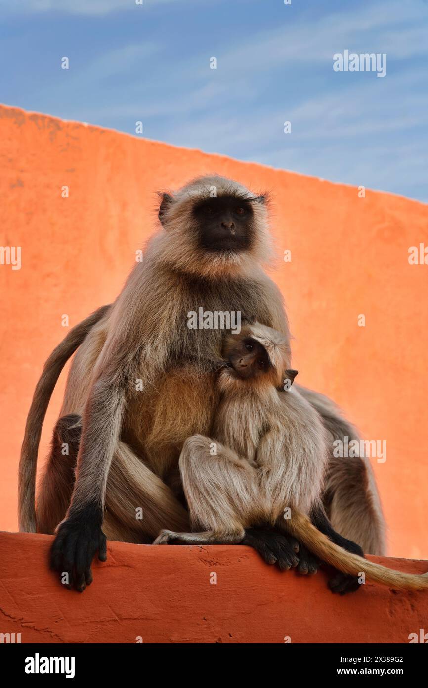 India, Rajasthan, Jaipur, indian monkeys at the Amber Fort Stock Photo ...