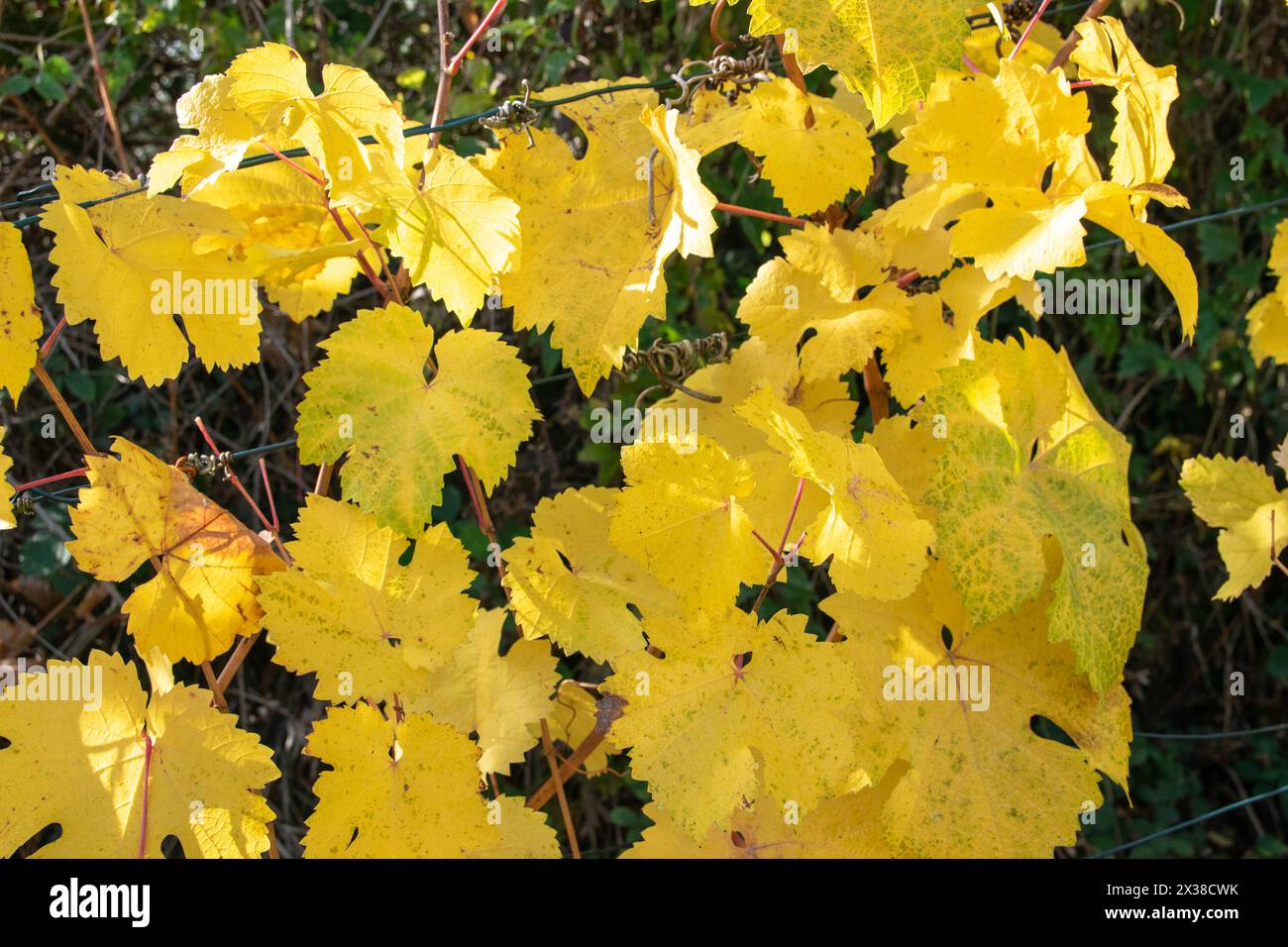 Yellow, orange leaves and autumn vineyard near the houses. Nature colorful background. Stock Photo