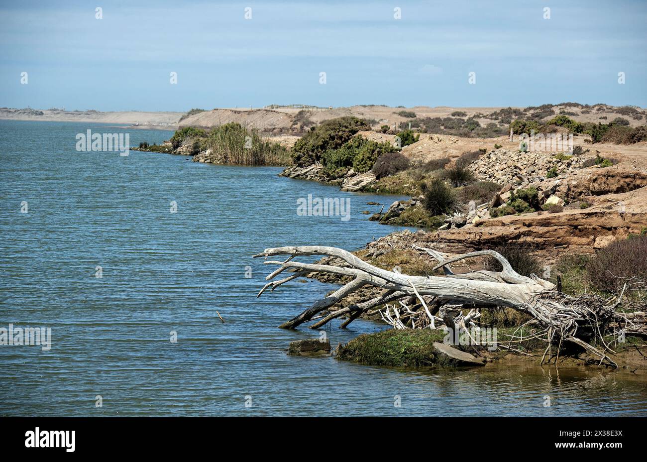 A washed up, dead tree on the Oranjemund bank of the Orange River Estuary as it approaches the sea.  . Stock Photo