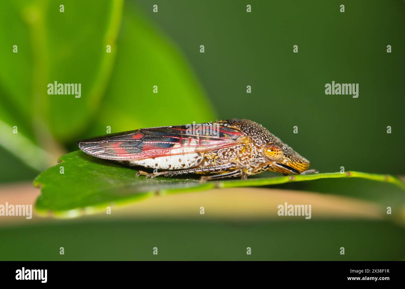 Glassy-winged sharpshooter (Homalodisca vitripennis) on leaf, nature Springtime pest control agriculture. Stock Photo