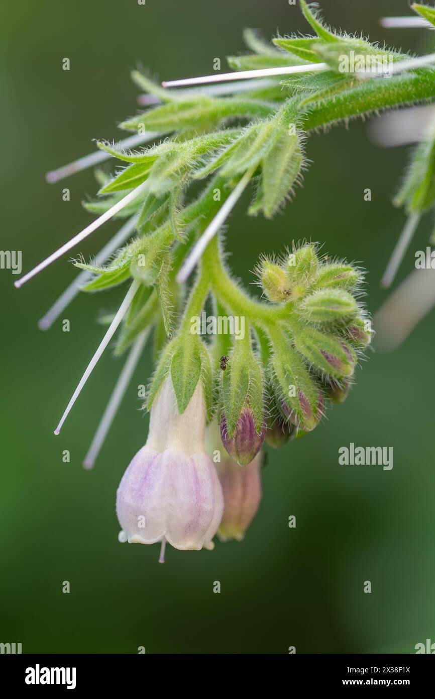 Closeup of the pinkish white flowers and new buds of comfrey. Stock Photo