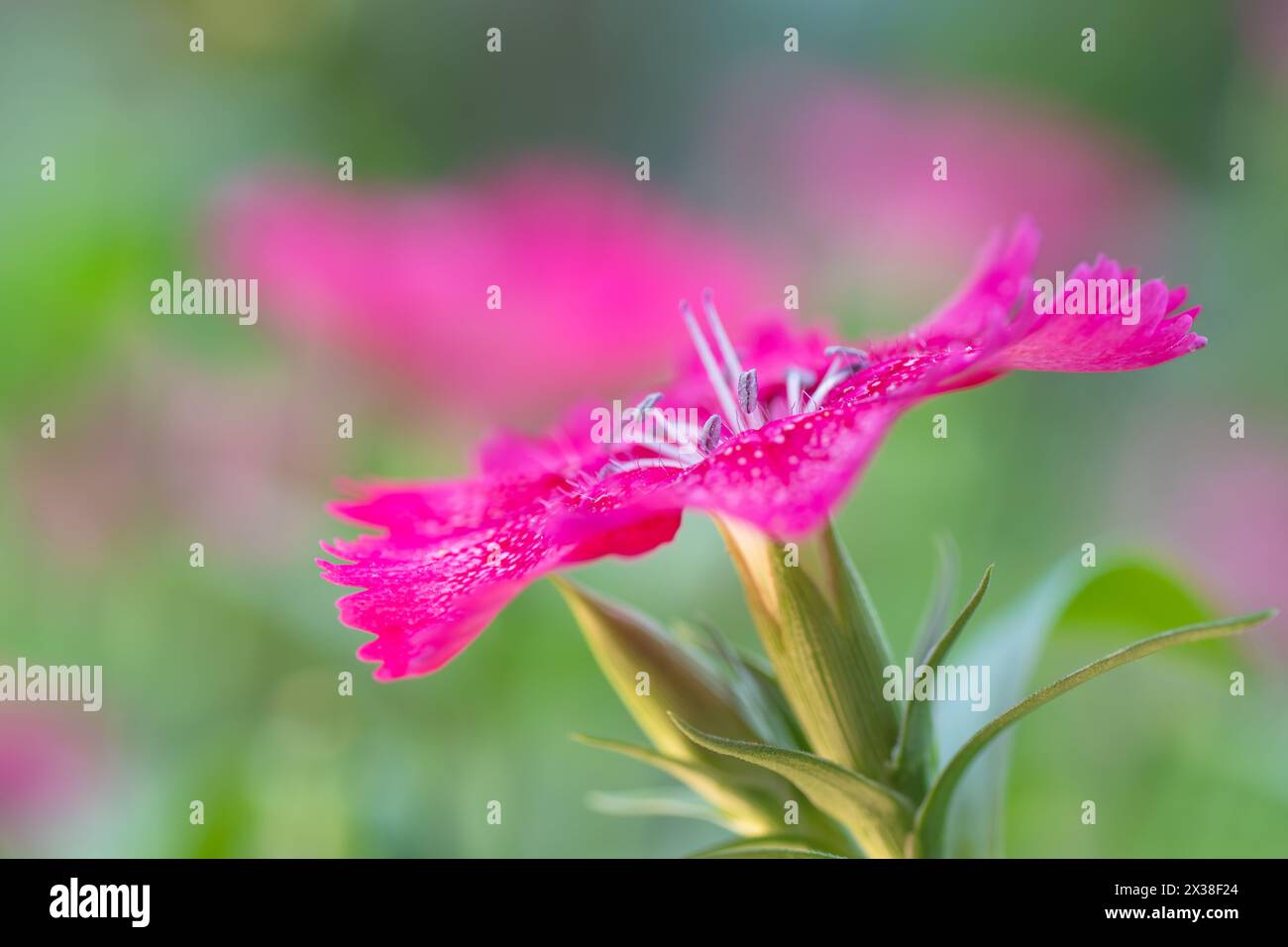 Closeup of a pink dianthus plant growing in the garden. Stock Photo