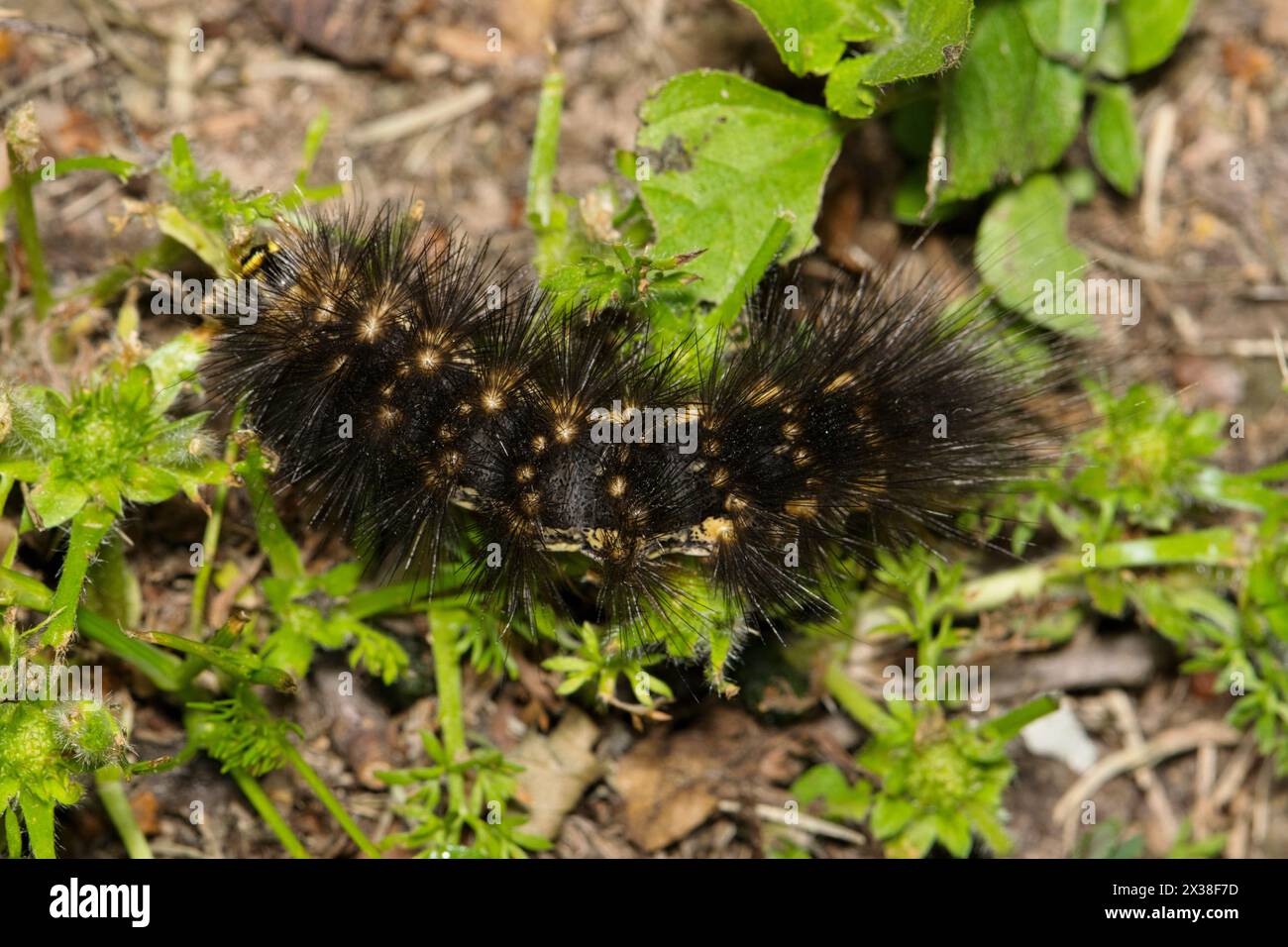 Salt marsh moth caterpillar (Estigmene acrea) insect eating plants ...