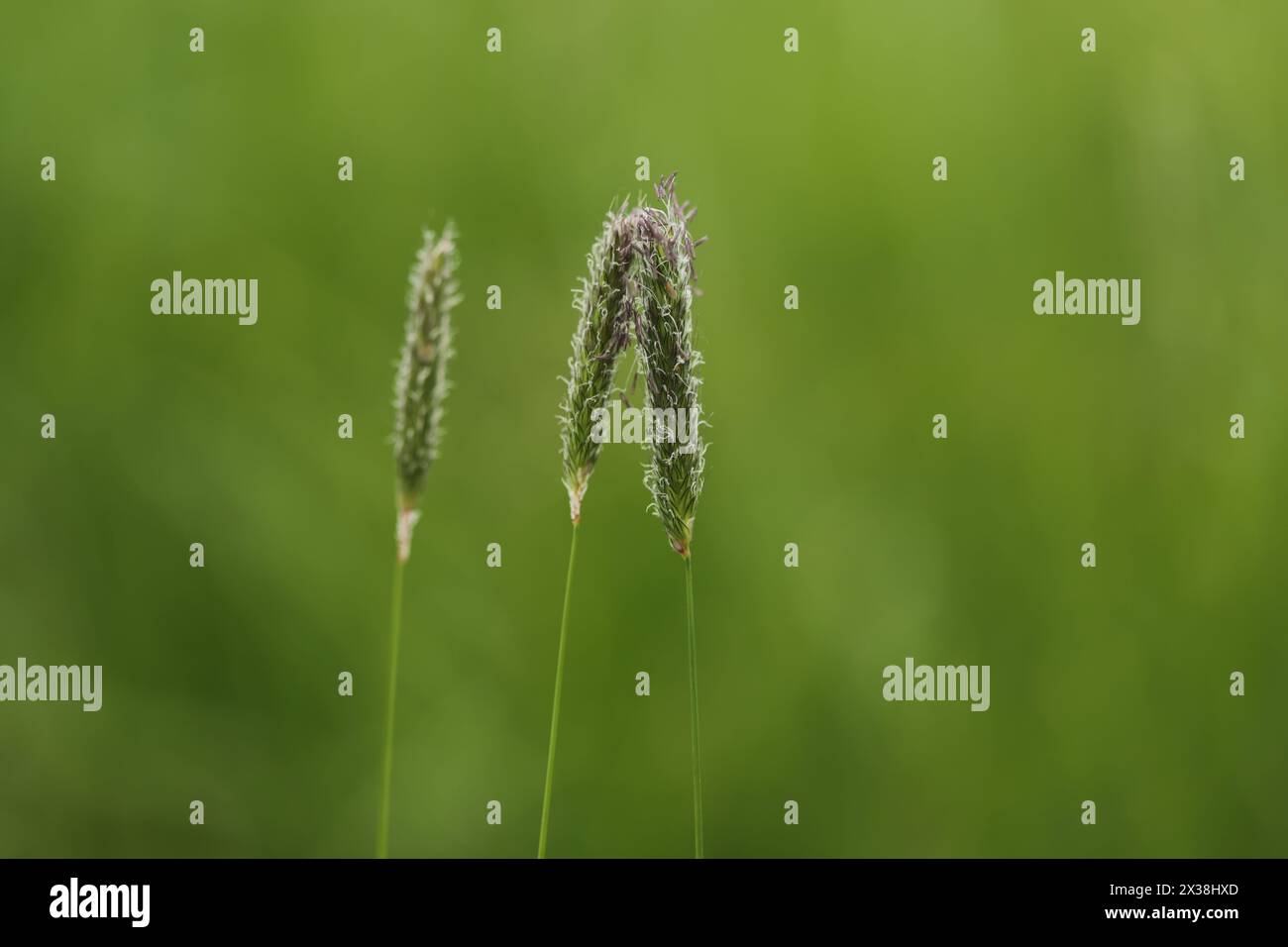 Close up of meadow foxtail - Alopecurus pratensis Stock Photo