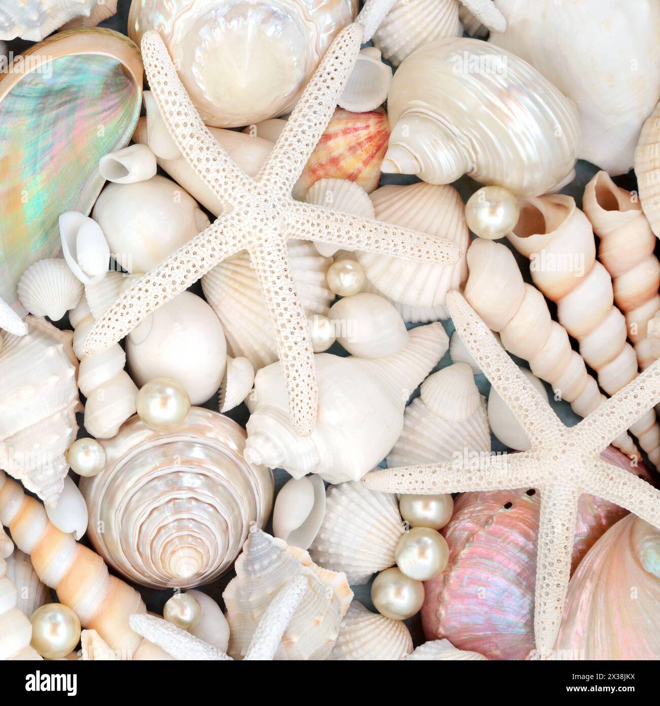 Pearl shell hi-res stock photography and images - Page 7 - Alamy