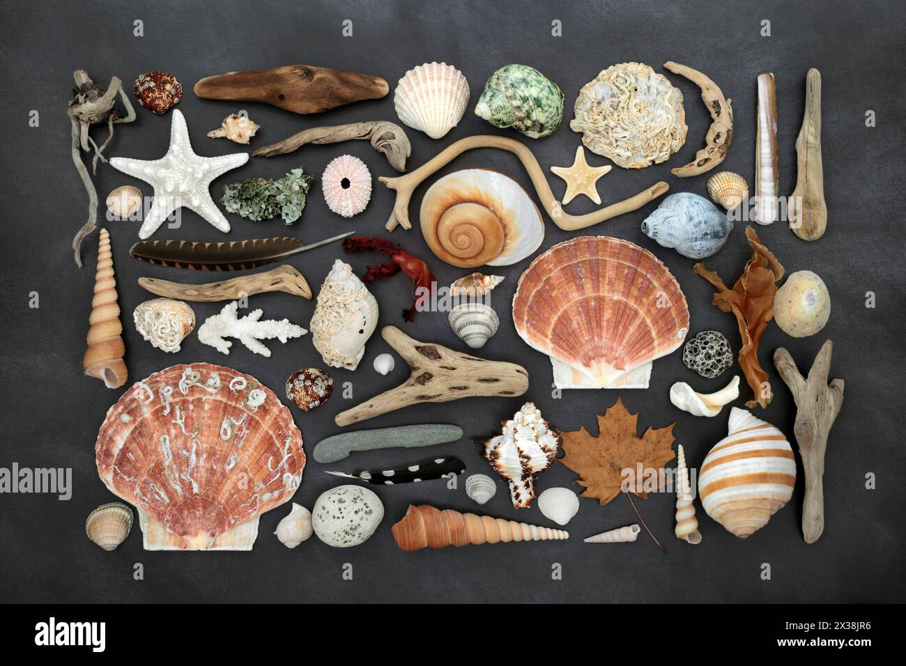 Multiple Objects Natural Beautiful collection of natural nature objects with feathers, driftwood ...