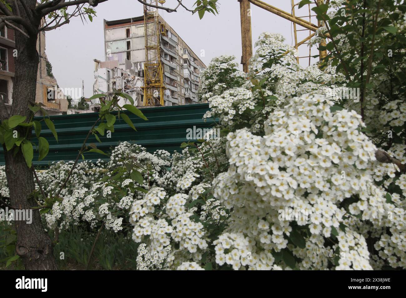 DNIPRO, UKRAINE - APRIL 25, 2024 - Bushes are blooming outside the apartment building at 118 Naberezhna Peremohy Street hit by the Russian Kh-22 missile on January 14, 2023, killing 46 people, including 6 children, Dnipro, central Ukraine. Stock Photo