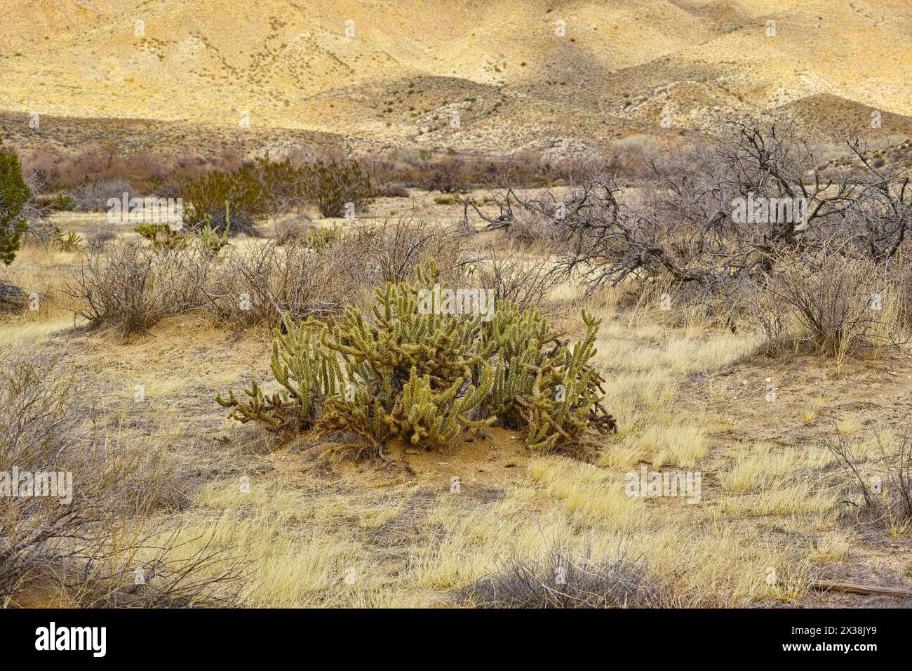 Cactus, dessert and plant in California for travel, tourism and wallpaper. Succulent, cylindroputia ganderi and wilderness with dry, arid and land in Stock Photo