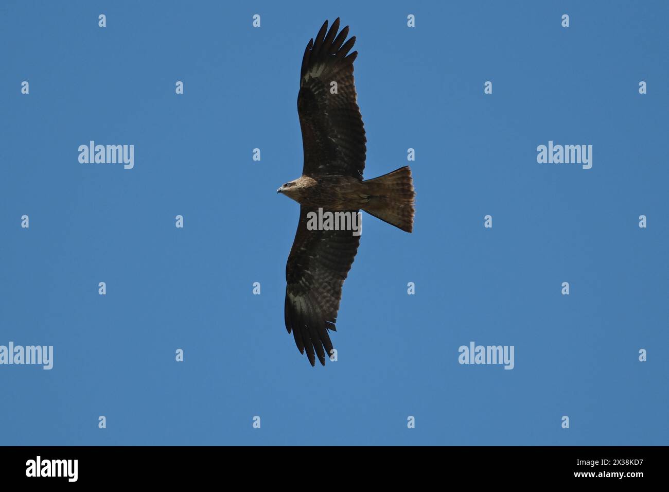 Black kite, Milvus migrans, single bird in flight Stock Photo