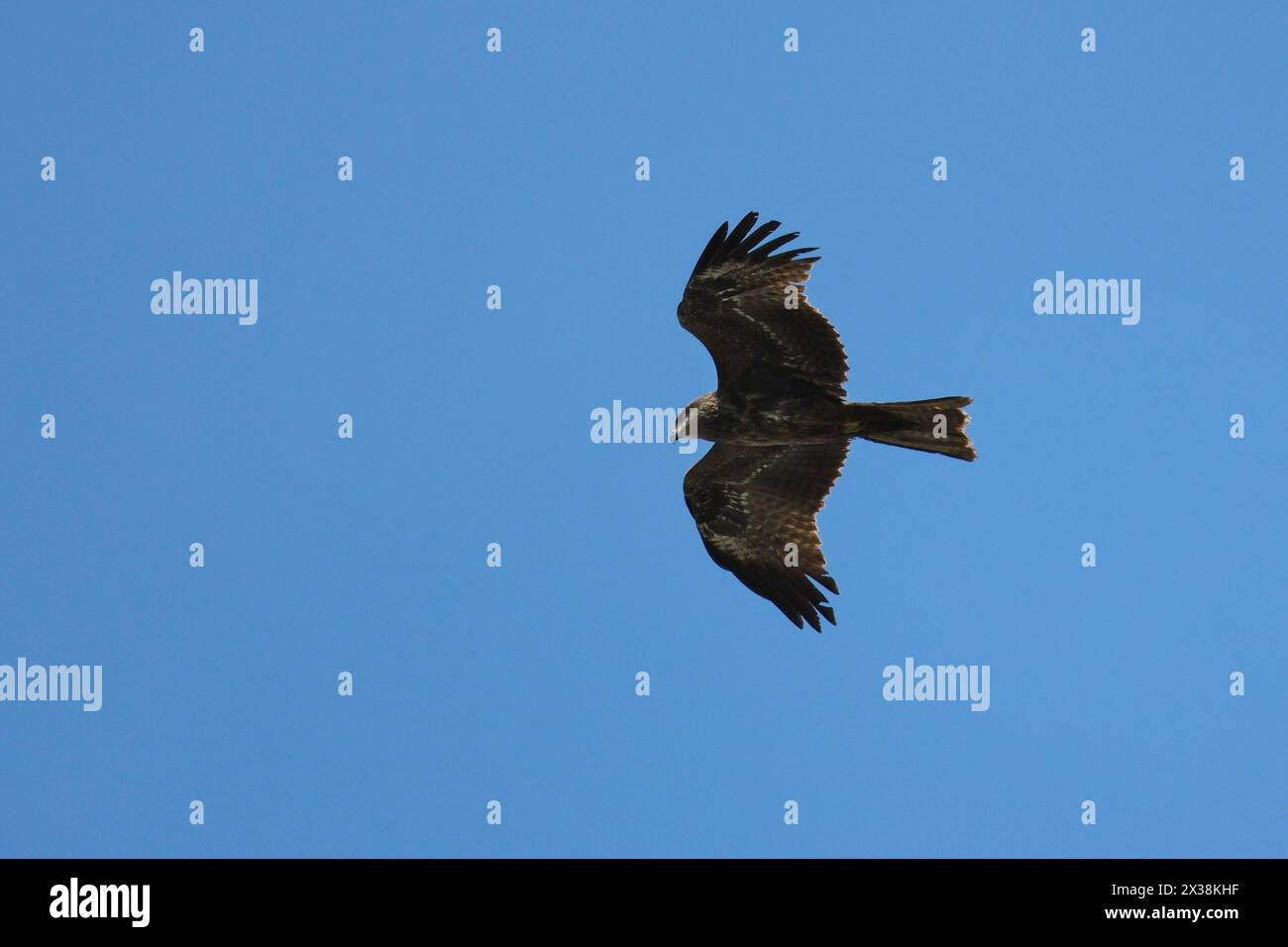 Black kite, Milvus migrans, single bird in flight Stock Photo